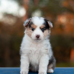 Girl 3 - Red tri-color Miniature American Shepherd puppy in Texas from Epic Miniature American Shepherds