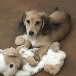 Dixie - Dachshund