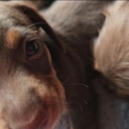 Tator - Chocolate and tan male Dachshund puppy in Strong, Arkansas from Dachshunds R Us
