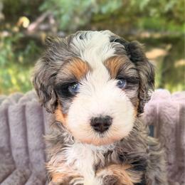 Peter - Merle male Bernedoodle puppy in Sandy, Oregon from MC Doodles
