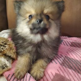 Pomeranian Puppies from REONE GHEEN
