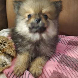 Pomeranian Puppies from REONE GHEEN