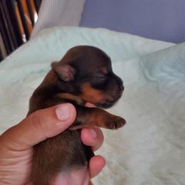 Yorkshire Terrier Puppies from Mama & I Yorkshire's