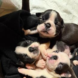 Baby Girl - Black and white female Boston Terrier puppy in West Liberty, Kentucky from 3B Kennels-Beth’s Best Boston’s