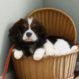 Scout - Cavalier King Charles Spaniel