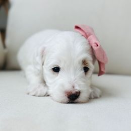 Justice - Parti female Goldendoodle puppy in Sterling, Illinois from Charley's Goldendoodles