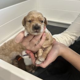 Cockapoo Puppies from Brevard County Cockapoos