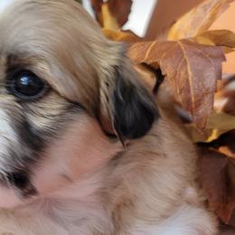 Havanese from Kathy's Havanese