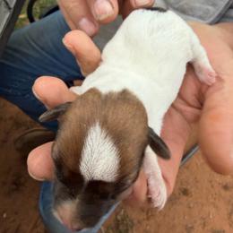 Girl 4 - Brown and white female Jack Russell Terrier puppy in Maysville, Oklahoma from MO’s Jack Russells