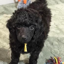 AKC Raven - Yellow - Black female Poodle puppy in Baytown, Texas from Charlotte & Co. Miniature Poodles