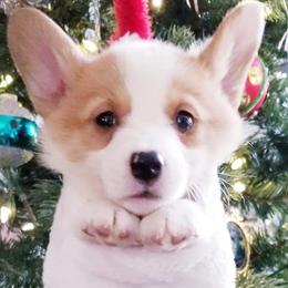 American Corgi and Pembroke Welsh Corgi Puppies from Whimsical Treasure Corgis