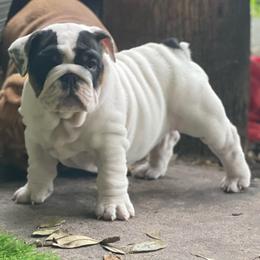 Mei Mei - White female Bulldog puppy in Jacksonville, Florida from Semper Fi Bulldogs