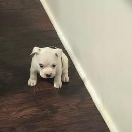 Jewel - White female American Bully puppy in Tyler, Texas from Big Momma'z Monsta Bullies (BMMB)