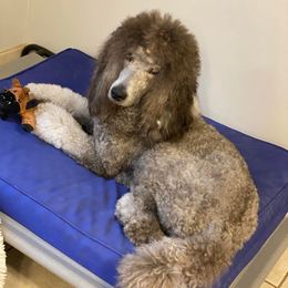 Poodles from Hillside Poodles of Middle Tennessee