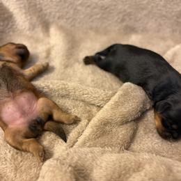 Shorkie puppies from Yorkies of Escondido