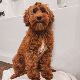 Cannoli - Goldendoodle