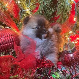 Winter - Orange sable male Pomeranian puppy in Titus, Alabama from Harmony Pomeranians
