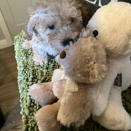 Poodle and Yorkshire Terrier Puppies from Keystone Poodles