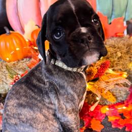Tan - Brindle male Boxer puppy in Ekron, Kentucky from Best Friends Euro Boxers (BFEBK)