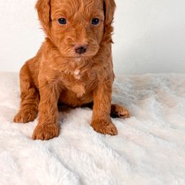 Aussiedoodle Puppies from Cotton Lane Puppies