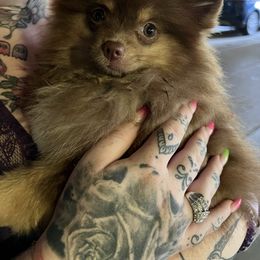 Ruby - Pomeranian