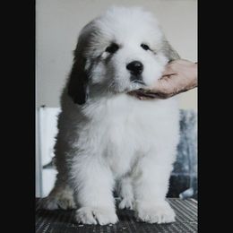 Great Pyrenees Puppies from Prospect Pyrenees