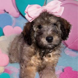 Miss Millie Mae - Phantom female Double Doodle puppy in Big Stone Gap, Virginia from Southern Sunshine Doodles
