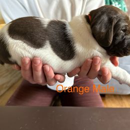 German Shorthaired Pointer Puppies from Bernardonis