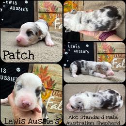 Patch - Blue merle male Australian Shepherd puppy in Purcell, Oklahoma from Lewis Aussie’s & Corgi’s