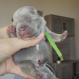 Green collar - Tricolors male French Bulldog puppy in Gulf Breeze, Florida from SW Frenchies