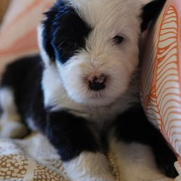 Old English Sheepdogs from Branch Old English Sheepdog