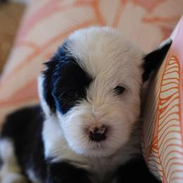 Old English Sheepdogs from Branch Old English Sheepdog