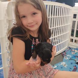 Yorkshire Terrier Puppies from Bayview Yorkies
