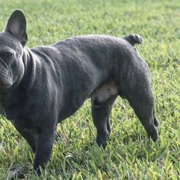 French Bulldogs from Touché Frenchie