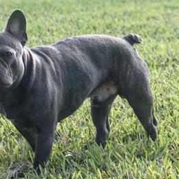 French Bulldogs from Touché Frenchie