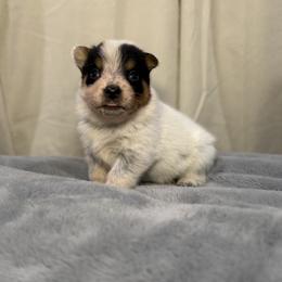Optimus Prime - Blue male Australian Cattle Dog puppy in Rosharon, Texas from 4Surge Cattle Dogs
