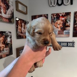 Blue collar - Dark golden male Golden Retriever puppy in Rainier, Washington from Hanson’s NW Goldens & Doodles