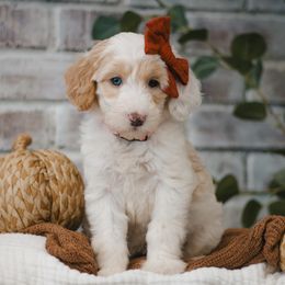 Coral (Pink) - Fawn and white female Sheepadoodle puppy in Newport Beach, California from High Desert Doodles