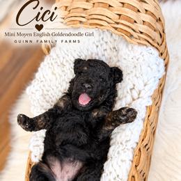 Cici Phantom English - Phantom female Goldendoodle puppy in Grove, Oklahoma from Guinn Family Farms