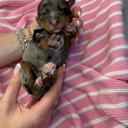 Mr.Black - Merle male Bernedoodle puppy in Curtice, Ohio from The Pink Doghouse