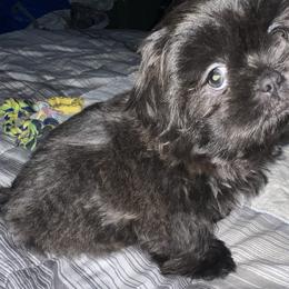 Shih Tzu Puppies from Lavender Lane Tzus