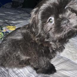 Shih Tzu Puppies from Lavender Lane Tzus
