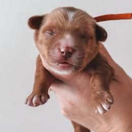 Pecan (Orange) - Red  male Goldendoodle puppy in Beaverton, Oregon from Henry Elliots