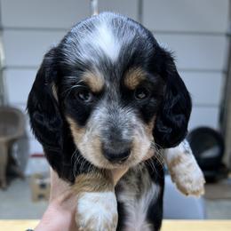 Leon - Piebald male Dachshund puppy in Jordan, Arkansas from Lakeshore Dachshunds