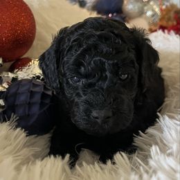 Midnight - Black male Poodle puppy in Fairburn, Georgia from The Real Dog Breeders of Atlanta (peachy poodles)