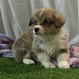 Girl 2 - Red female Pembroke Welsh Corgi puppy in Moulton, Alabama from Reed's Pembroke Corgi Welsh