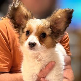 Girl 1 - Solo - White and sable female Papillon puppy in Blue Ridge, Georgia from Butterfly Ridge