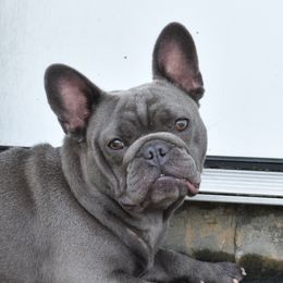 Freya - French Bulldog