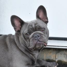 Freya - French Bulldog