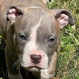 Lightning McQueen - Blue brindle male American Staffordshire Terrier puppy in Monroe, Georgia from Irresistibull Staffords